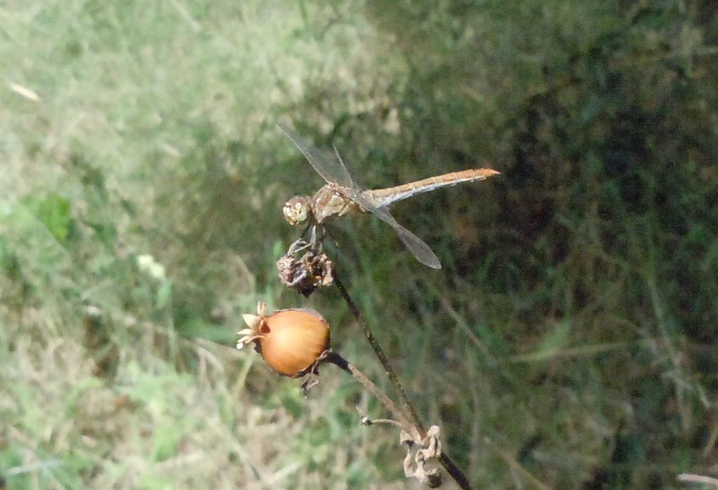 Sympetrum striolatum o S. meridionale? S. meridionale!